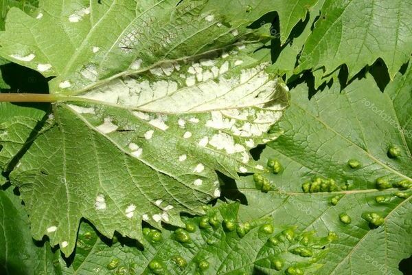 aphids on grapes