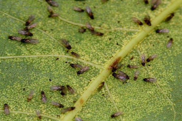 aphids sa mga ubas