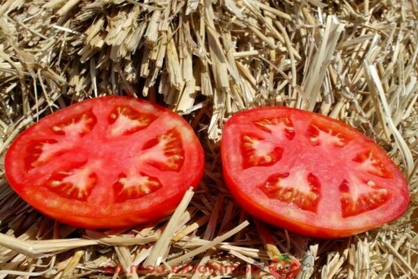 tomato bobcat