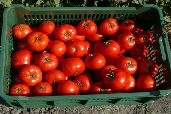 Tomatenrotluchs