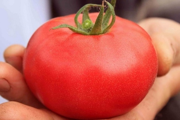 Tomatenrotluchs