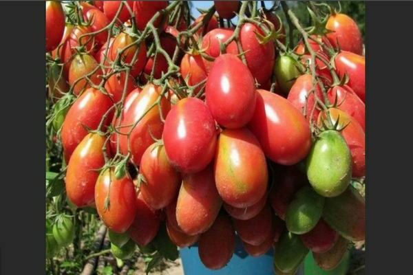 Chio Chio San-tomaten: beschrijving, presentatie van dit ras