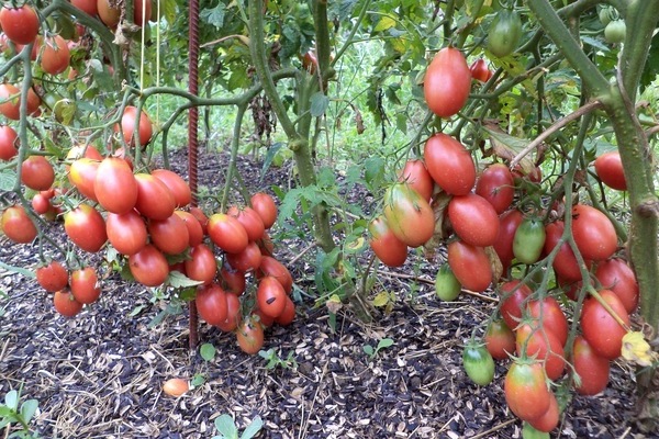 Tomato Chio Chio San: larawan, dagli tungkol sa iba't ibang ito