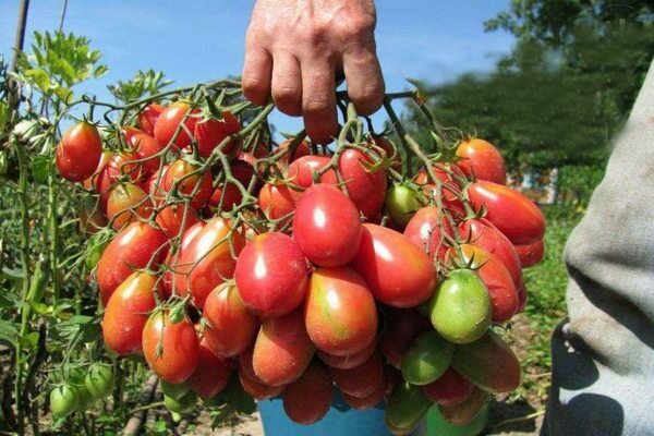 Tomato Chio Chio San: larawan, pangunahing impormasyon tungkol sa mga kamatis