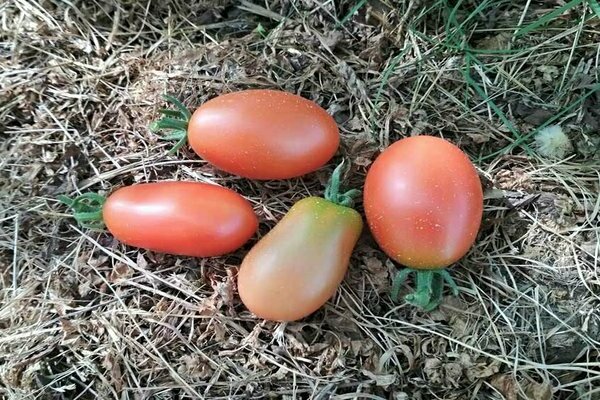 tomato lady's man