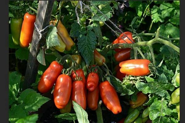 Tomato Gnome: variety description, photo