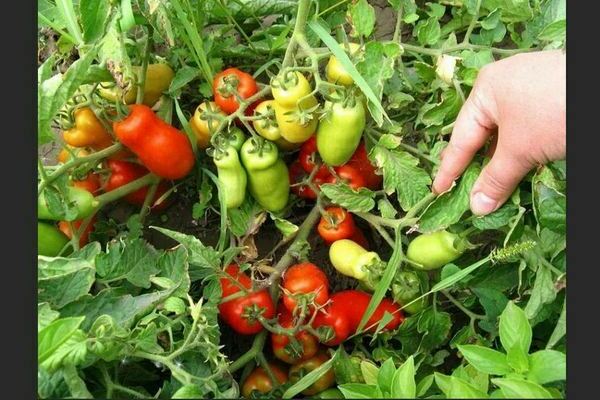 Tomato Gnome: description of the variety, types of crops