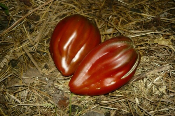 Tomato Pepper