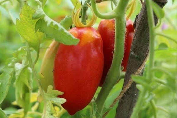 Tomato Pepper