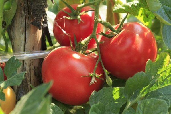 Volgograd tomato: lahat ng kailangan mong malaman tungkol sa mga kamatis ng Vologda