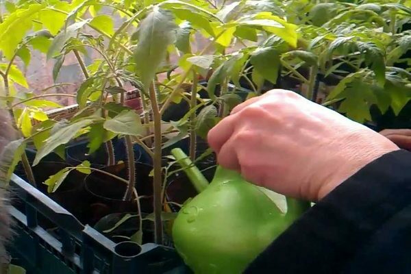 feeding seedlings