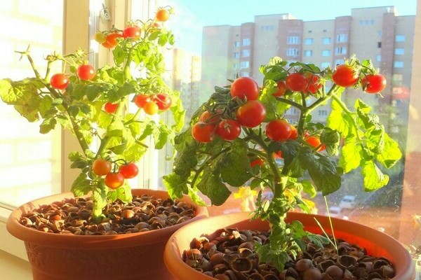 Tomaten in der Wohnung