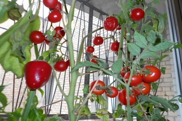 Tomaten in der Wohnung