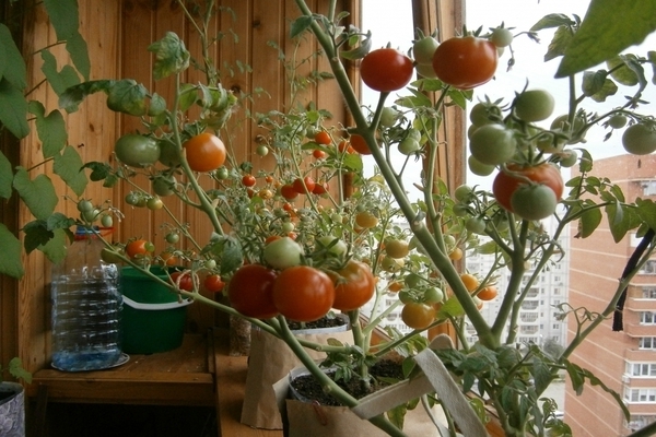 Tomaten in der Wohnung