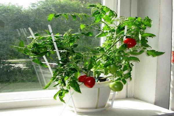 Tomatoes in the apartment