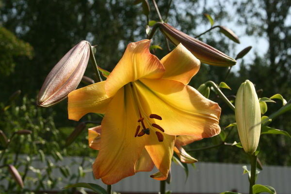 Tubular and Orleans hybrids