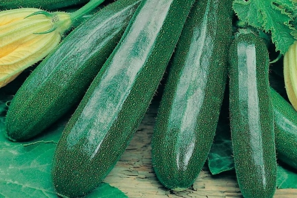 variété de courgettes de tsukesh