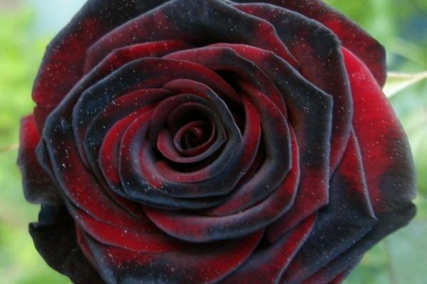 Rose schwarze Magie