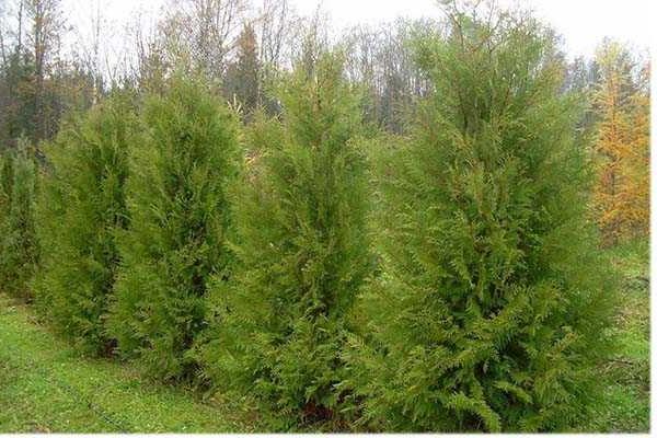 thuja folded description