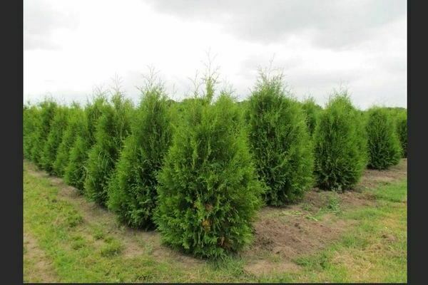 Thuja im Ural: Landung. Welche Thuja soll man im Ural anbauen?