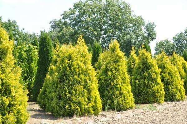 Thuja im Ural: Landung. Welche Thuja soll man im Ural anbauen?