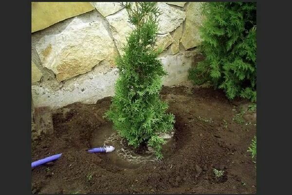 Thuja im Ural: Pflanzung und Pflege nach den Regeln