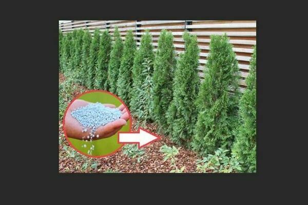 Thuja im Ural: Pflege, Anbauempfehlungen