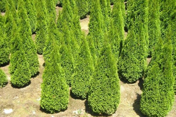 thuja פירמידה