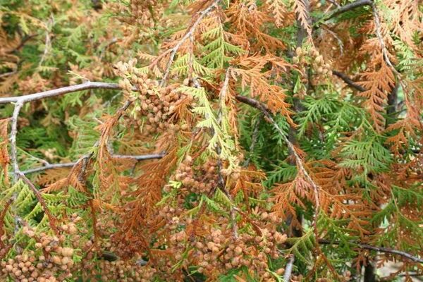 thuja פירמידה