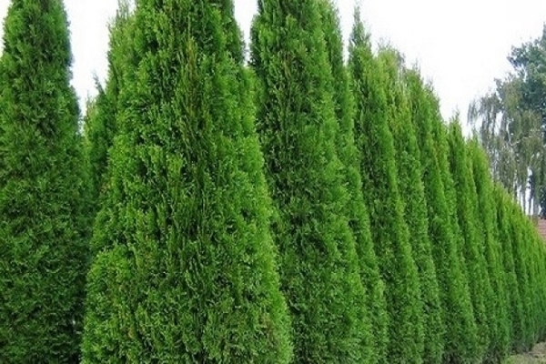 thuja פירמידה