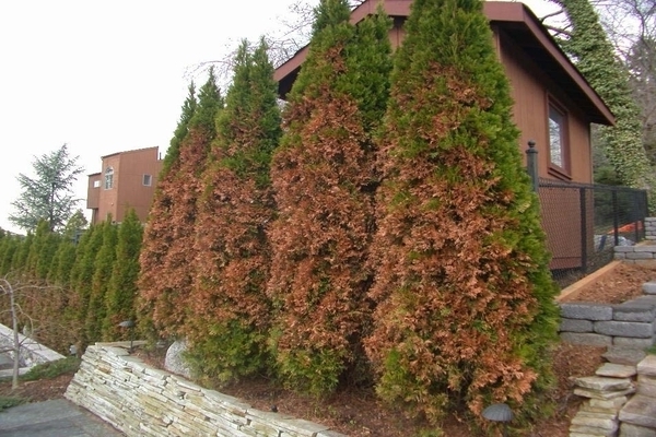 thuja turns yellow