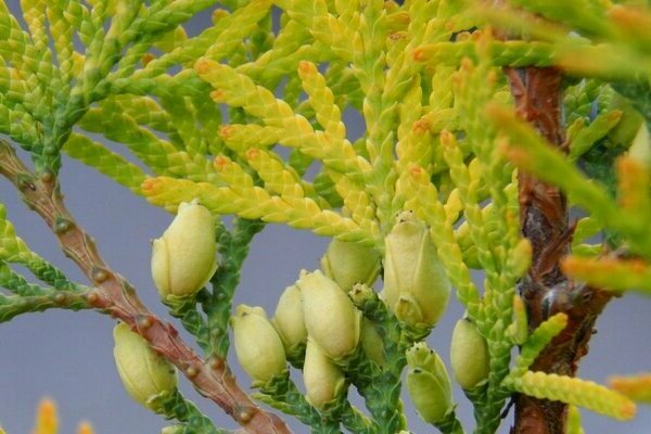 Thuja wird gelb