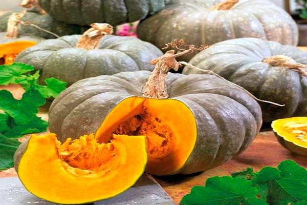 pumpkin medicinal description