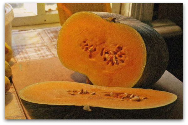 pumpkin medicinal photo