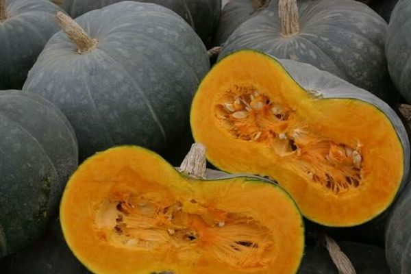 pumpkin medicinal description