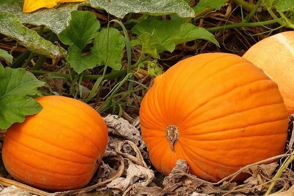 pumpkin planting and care