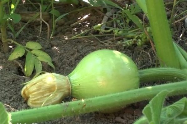 pumpkin variety pearl