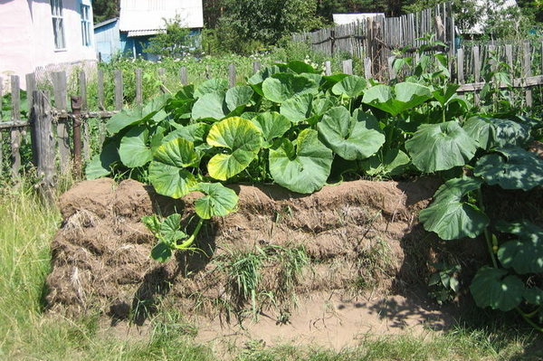 paglalarawan ng kalabasa butternut perlas