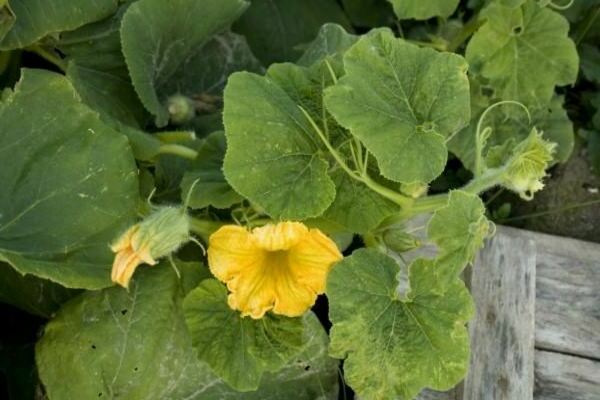 pumpkin planting and care