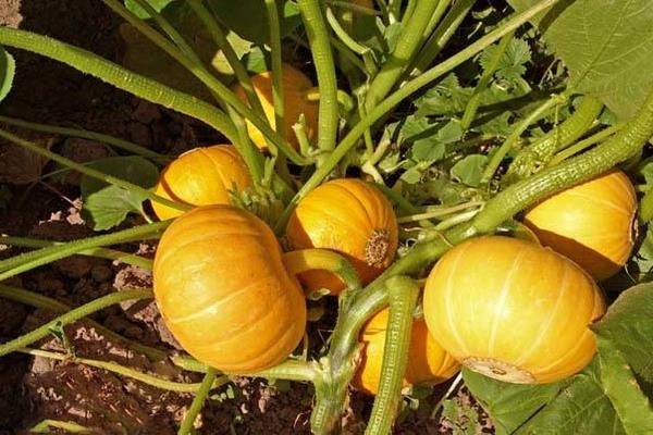 Kalabasa ng orange bush