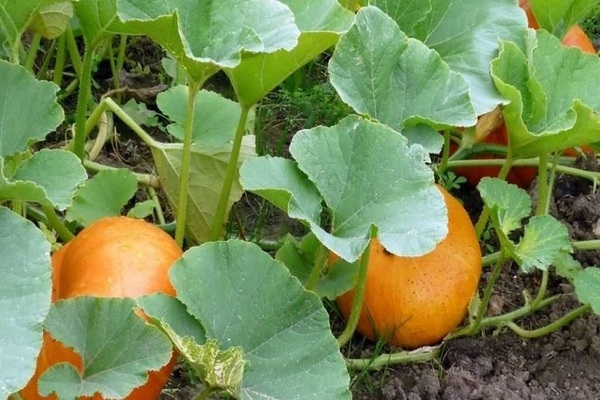 Kalabasa ng orange bush