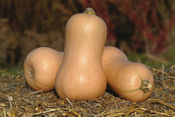 Butternut squash