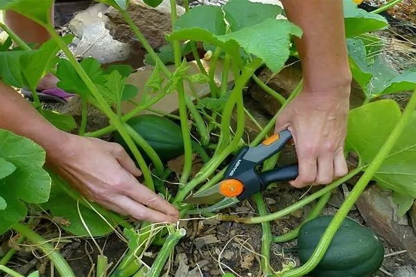 pumpkin planting and care