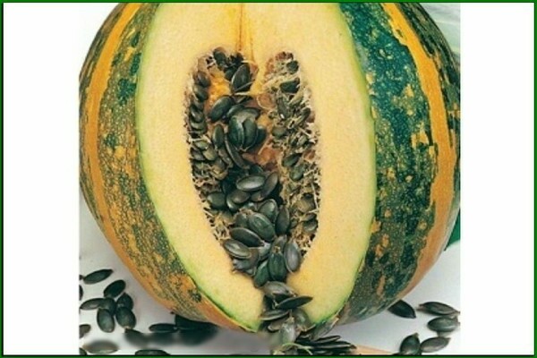 Styrian gymnospermous pumpkin and other most popular varieties