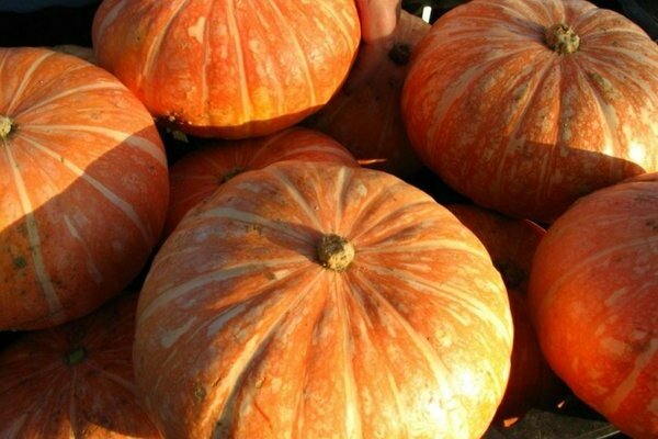 Styrian gymnospermous pumpkin and other most popular varieties