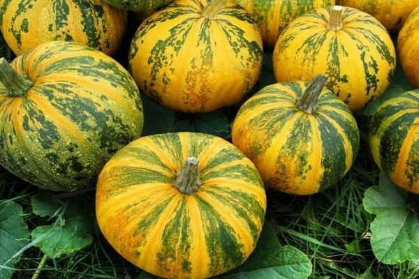 Styrian gymnospermous pumpkin and other most popular varieties