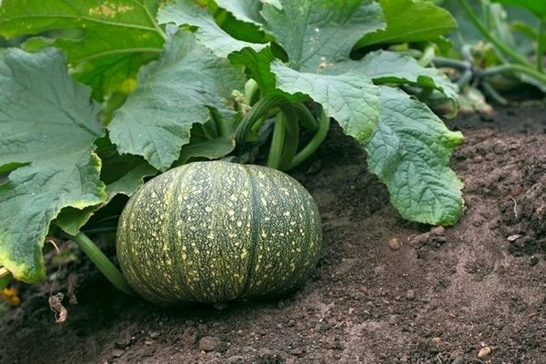 Styrian gymnospermous pumpkin and other most popular varieties