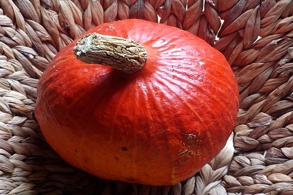 Hokkaido pumpkin