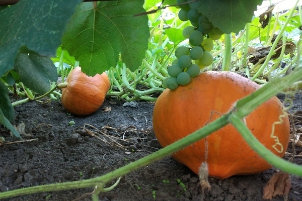 Pumpkin Honey Dessert