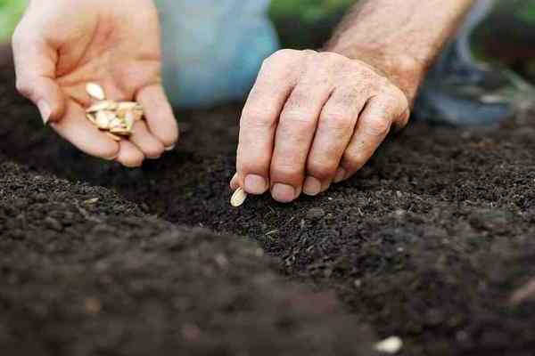 pumpkin planting and care